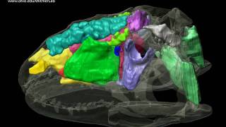 Dinosaur airheads  Majungasaurus  skull brain amp air spaces  Roll [upl. by Edmea]