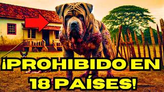 ¡Las 5 razas de perros PROHIBIDAS [upl. by Llehsal]