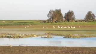 Falconry  Calidus X Hobby chasing waders شاهين بحري مهجن [upl. by Aniez]