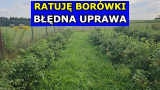 Ratuję Borówki Uprawa Borówek Zagrożona Plantacja Borówki Błędy w Uprawie Gleba Cięcie Nawożenie [upl. by Meter309]