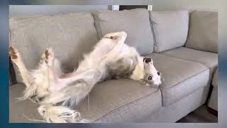 Ultimate Borzoi Shenanigans Silly Celebrations for National Silly Day [upl. by Alva]