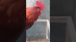 Use this song and my rooster rooster shorts [upl. by Ahcsropal]