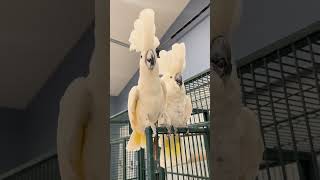 Umbrella Cockatoos Dancing♥️ cockatoos bird [upl. by Denn]