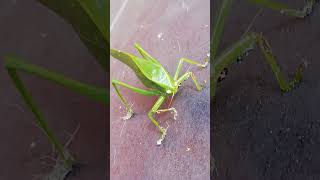 Visita de un Saltamontes Hoja Gigante 🦗 Stilpnochlora Couloniana en la terraza de la casa [upl. by Misak420]