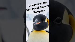 Uncovered the Secrets of Emperor Penguins [upl. by Rugen]