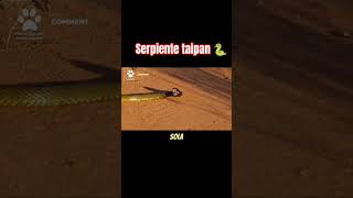 La Serpiente Taipan 🐍 [upl. by Ainesy]