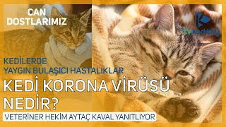 Kedi korona virüsü nedir Kedilerde ölümcül bulaşıcı hastalıklar [upl. by Daveen]