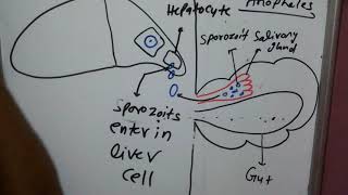 Malaria part 3 sporozoitcryptozoits preerythrocytic cycle anophilin [upl. by Hilton]