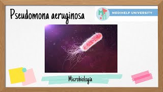 ¿Pseudomonas aeruginosa La bacteria oportunista… [upl. by Etnomaj]