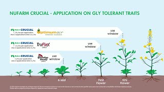 Nufarm CRUCIAL for use in gly tolerant canola [upl. by Waddington]