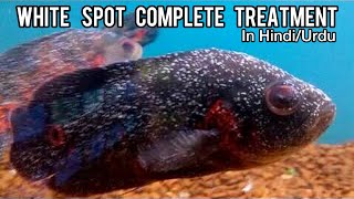 How to Treat White Spot Disease in Fish  White Spot K ilaaj  Imrans World [upl. by Blake]