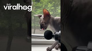 Sphynx Cat Enjoys Massage Gun  ViralHog [upl. by Keelin]