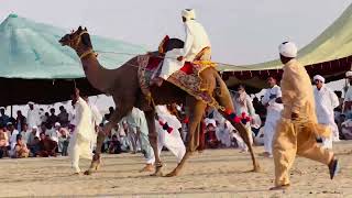 Mela darbar shado faqeer final match camal dance [upl. by Radu655]