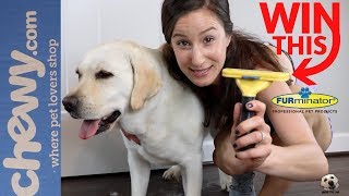 Lab Tested  Most Important Tool for your PET  FURminator GIVEAWAY Furminator AndietheLab Pets [upl. by Erving]