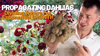 How to Propagate Dahlias by Tuber Division Simple way to Grow HUNDREDS of Dahlia Flowers [upl. by Eerok]