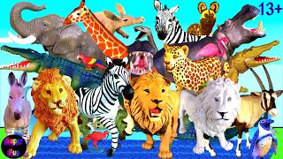 Animals Lion Leopard Zebra Giraffe Hippo Crocodile Oryx African Wild Dog Aardvark Mamba Snake 13 [upl. by Lew342]