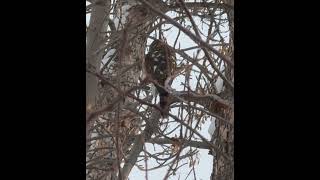 Sharp shinned Hawk at my front yard [upl. by Halie]