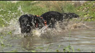 Unbekannte Gefahr Wasser aus Tümpel Dr Julia Rettberg in der Sendung tierisch vom 2542024 [upl. by Dercy]