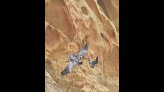 Peregrine Falcon vs Pelican  an aerial ballet peregrinefalcon birdsofprey [upl. by Gaskins230]