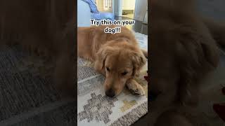 Only dogs can here these sounds funny comedy dog psychology sound react goldenretreiver [upl. by Zanas85]