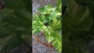 Pothos plant decor ideas pothos indoorplant garden gardenlover gardern ytshorts shorts [upl. by Atirahc337]