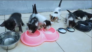 Abandoned kittens stops people to get attention but they are busy their activities [upl. by Kele784]