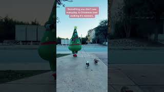 Christmas tree and wieners dachshund funny christmas christmastree holiday dogs [upl. by Aicirtam]