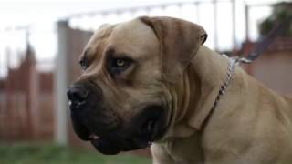 The Best Boerboel Ever Middlepos Alpha 979 [upl. by Nonarb]