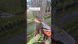 Climbing Arborist removing a tree in a tight spot [upl. by Ellednahs]