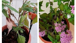 Pentas Flower Plant Winter Care Guide IIPrunningDressingFertiliser II How to Keep Pentas HealthyII [upl. by Wexler160]