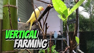 VERTICAL FARMING PHILIPPINES  The Life of Suburban Farmer  HariiB TV [upl. by Venita]