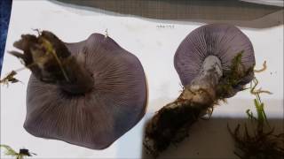 BLEWIT MUSHROOM IDENTIFICATION AND TASTING UK [upl. by Jovitah]