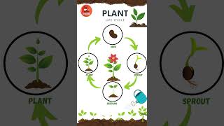 Life Cycle of a Plant  Learn Plant Life cycle  Educational Video kids plants flowers [upl. by Cherida208]