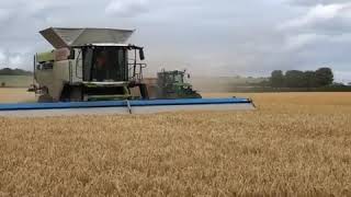 Wheat Harvesting With CLASS LEXION 8900 Combine Harvester and Shelbourne XCV42 Header🌾 [upl. by Stochmal]