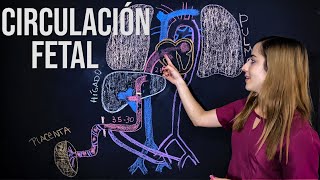 Circulación Fetal ¡Fácil explicación Todo lo que tienes que saber  Mentes Médicas [upl. by Aiekat]