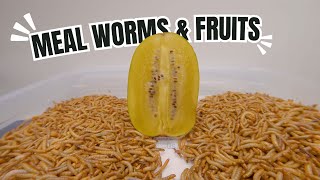 10000 Worms and Fruits [upl. by Dey820]