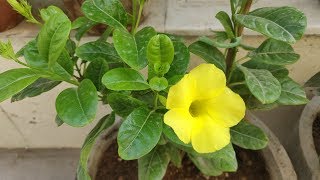 How To Grow amp Care Allamanda Plant  Golden Trumpet in Pots  Allamanda Plant Care [upl. by Aicilra]