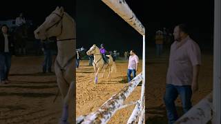 Rodeo in Laredo tx viralvideo shorts cowgirl horse music rodeo valentinasosa jdlpuma208 [upl. by Anail]