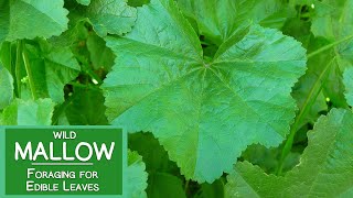 Mallow Plant Nutrition Foraging for Wild Edible Malva Leaves [upl. by Singer612]