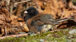 Darkeyed Junco in the Sun [upl. by Guinevere]