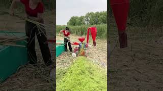 Ultrafine grass pulping machine licorice can be powdered wet grass can be pulped corn [upl. by Elletnuahc]