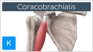 Coracobrachialis Muscle Overview  Human Anatomy  Kenhub [upl. by Schuster32]