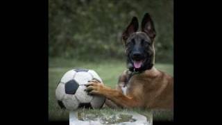 Belgian Malinois [upl. by Adel59]