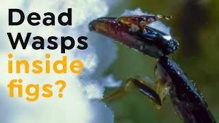 Wasps Inside Figs  Incredible Creatures [upl. by Sidras]