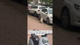 El perrito mas feliz shorts [upl. by Youngran]