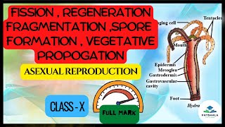 Fission  budding  fragmentation regeneration spore formation and Vegetative propagation class10 [upl. by Ailongam867]