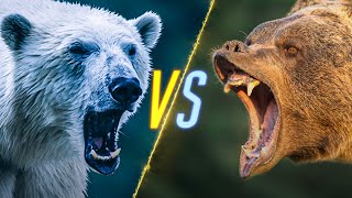 Polar Bear VS Grizzly Bear [upl. by Hayn]