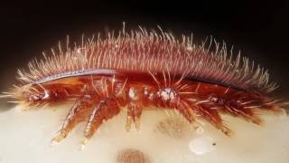 PSA Varroa mites [upl. by Reffotsirk166]