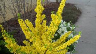 Show Off Forsythia [upl. by Stuckey]