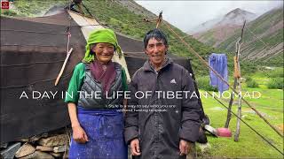 Daily Life of a Tibetan Nomad Family Living in Altitude of 4800 Meters How is Their Daily Life [upl. by Ylloj]